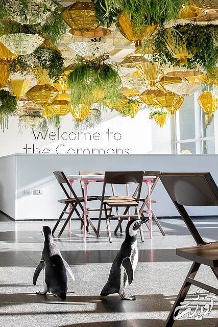 پنگوئن‌هایی که به آثار هنری علاقه‌ دارند/